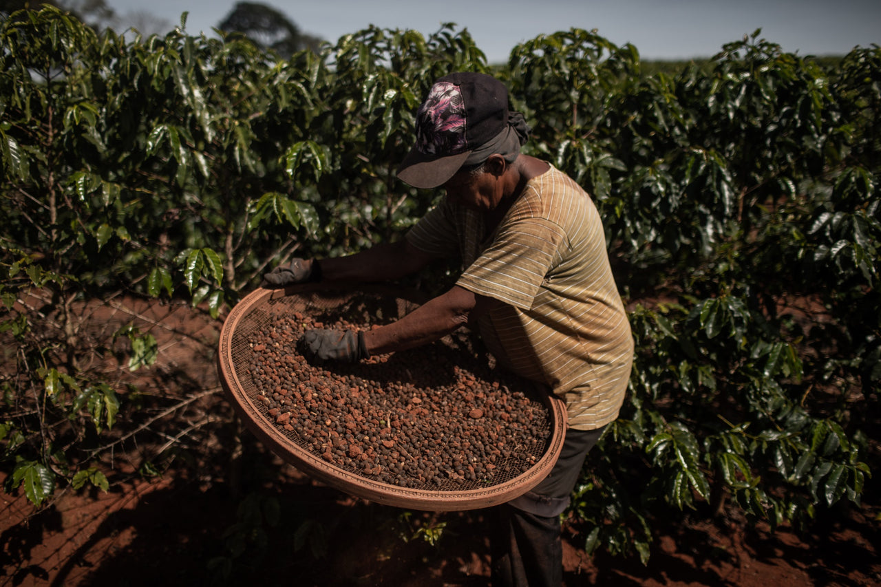 Colombia Swiss Water Decaff