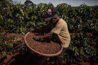 Thumbnail for Colombia Swiss Water Decaff