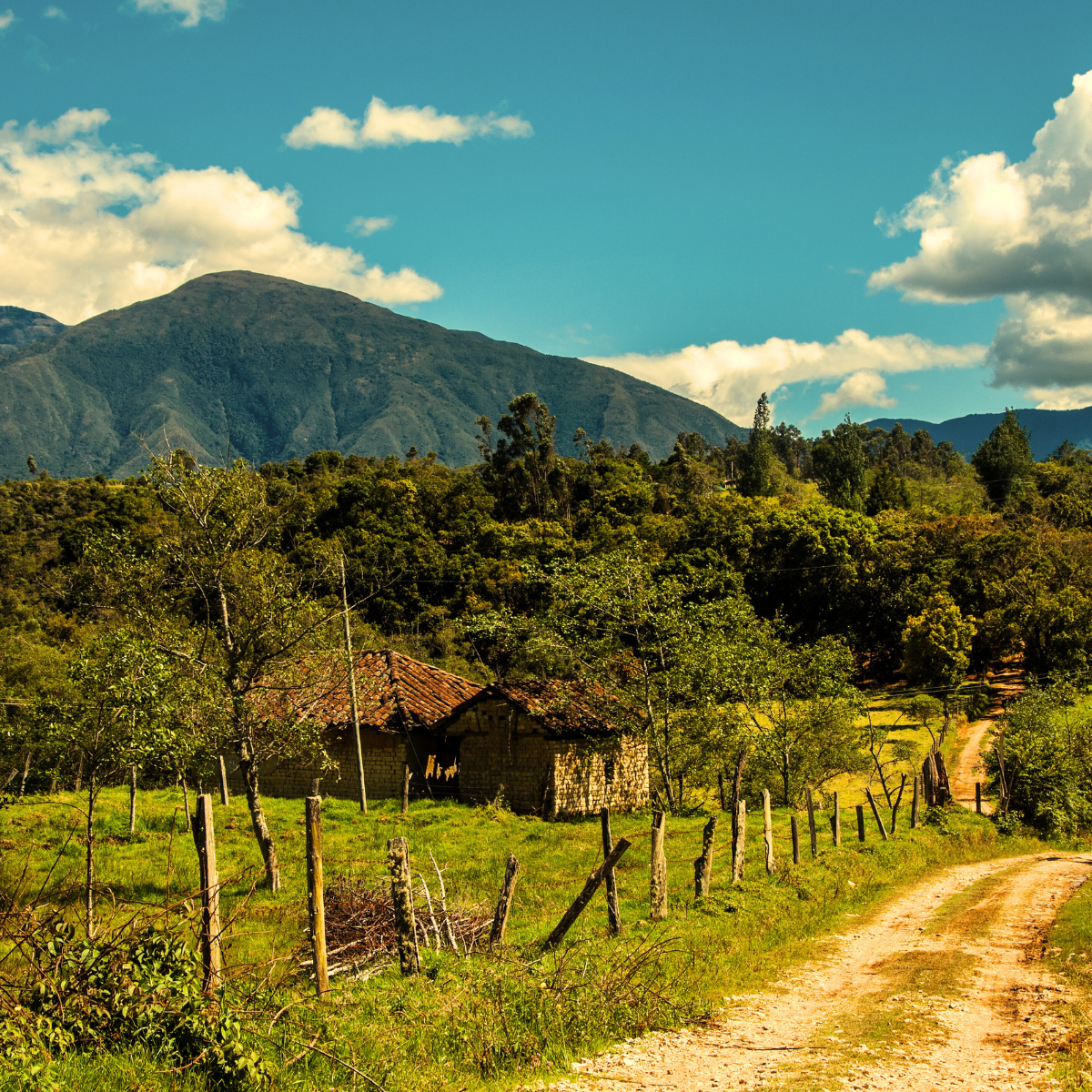 Colombia Swiss Water Decaff
