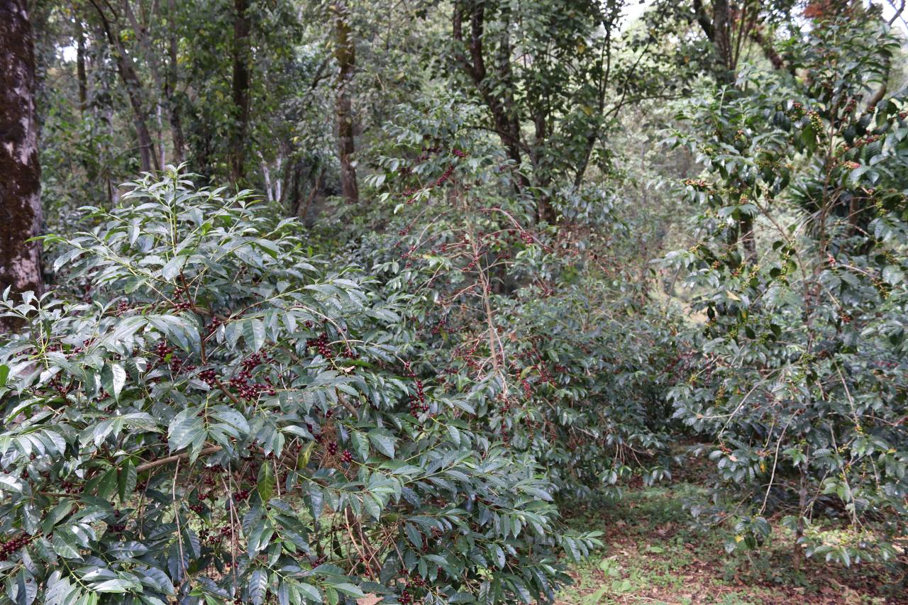 Ethiopia Guji-Hambela Grade 1