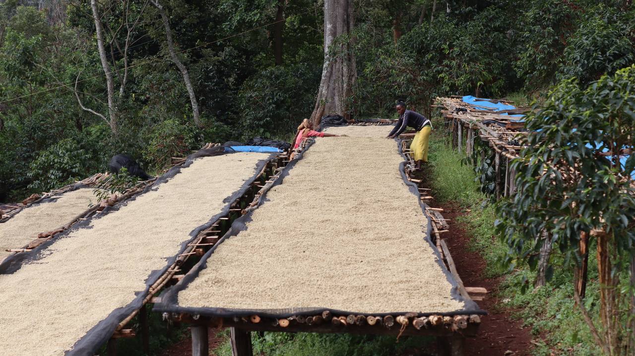 Ethiopia Guji-Hambela Grade 1