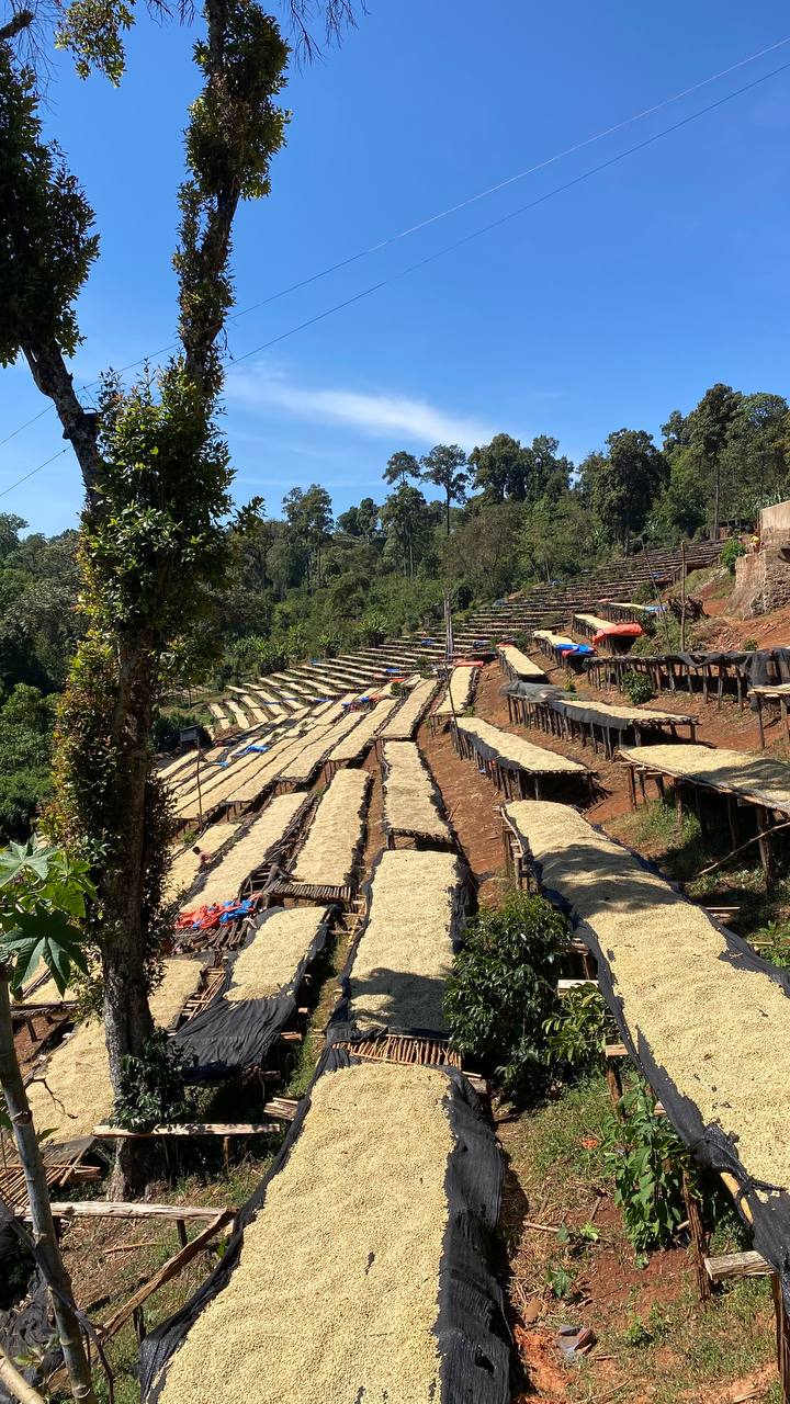 Ethiopia Guji-Hambela Grade 1