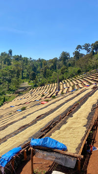 Thumbnail for Ethiopia Guji-Hambela Grade 1