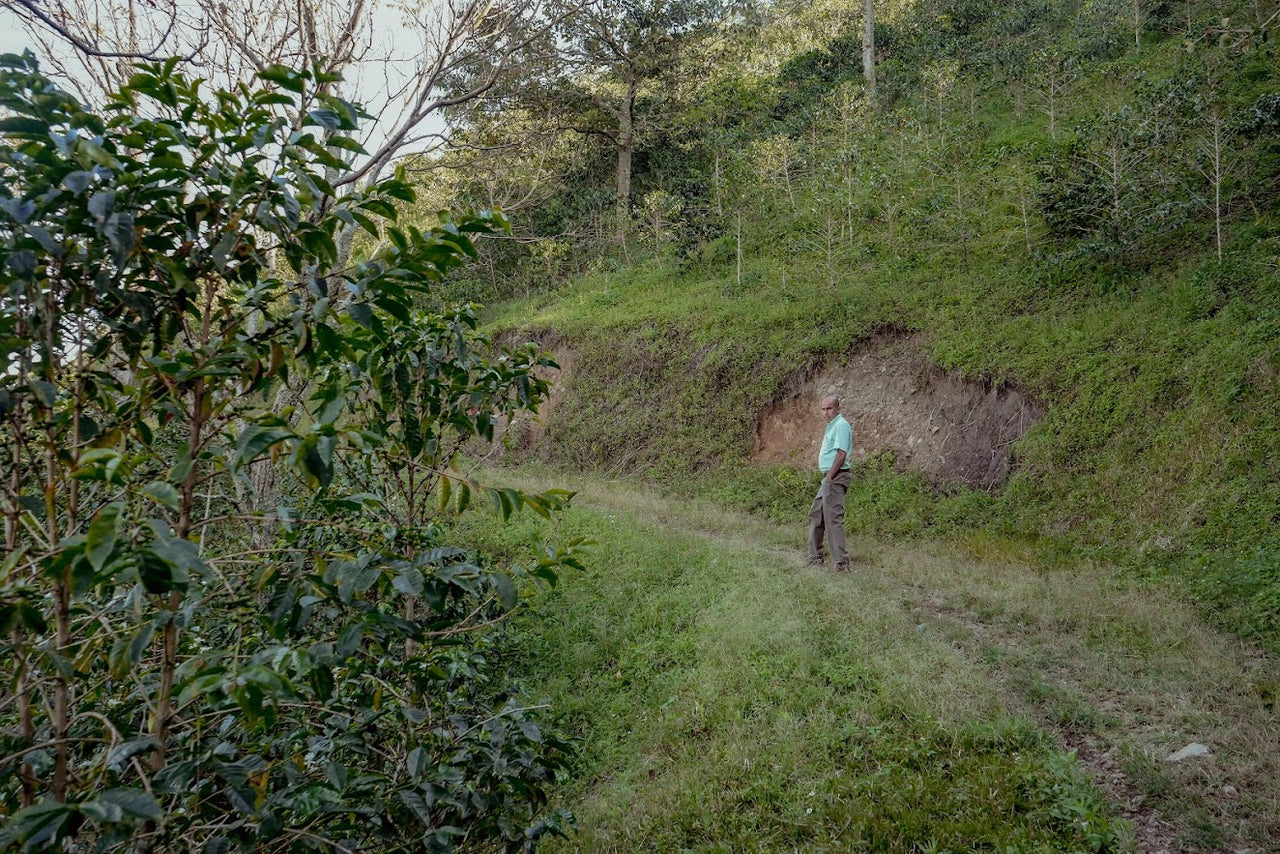 Colombia La Colmena - Alex Aranjo