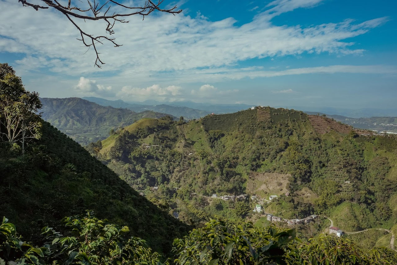 Colombia La Colmena - Alex Aranjo