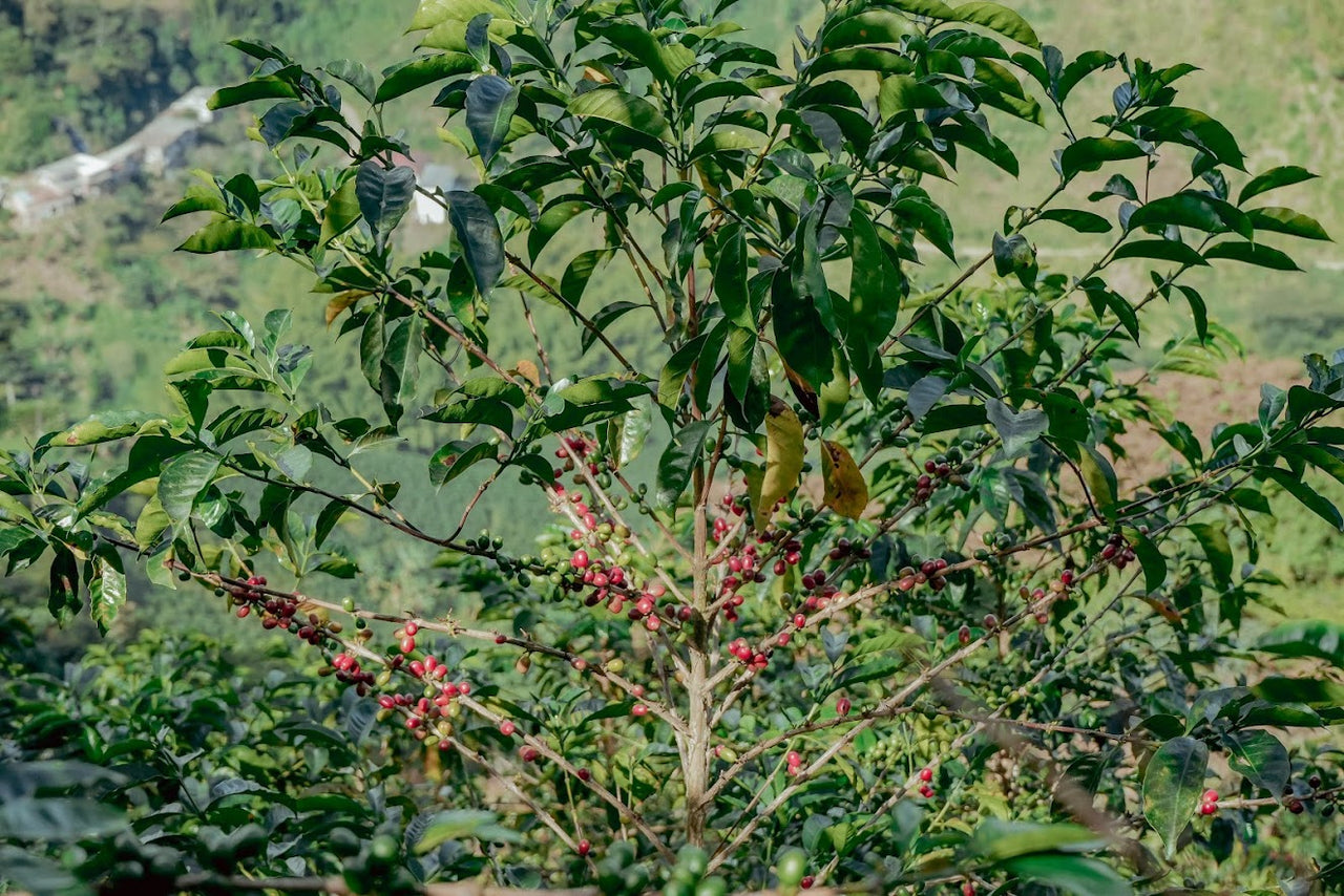 Colombia La Colmena - Alex Aranjo