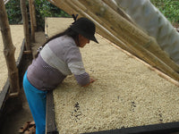 Thumbnail for Ecuador AACRI Intag Valley Washed