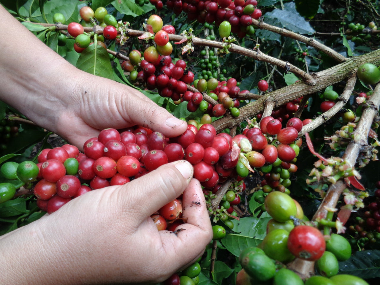 Ecuador AACRI Intag Valley Washed