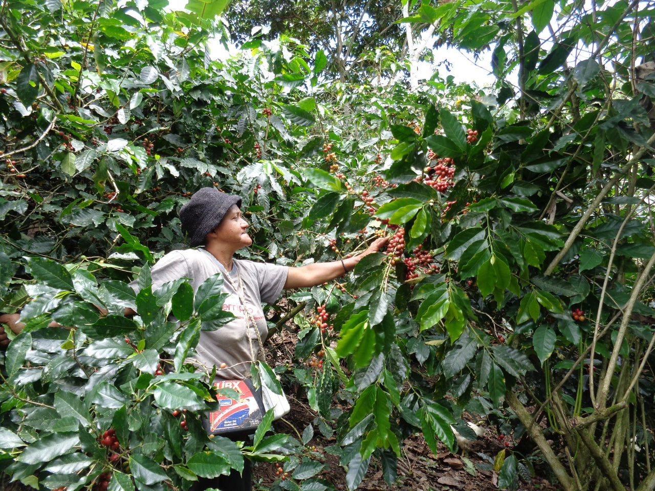 Ecuador AACRI Intag Valley Washed