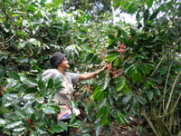 Thumbnail for Ecuador AACRI Intag Valley Washed