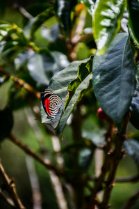 Thumbnail for Colombia El Rincon - Diego Horta