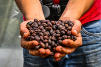 Thumbnail for Colombia El Rincon - Diego Horta