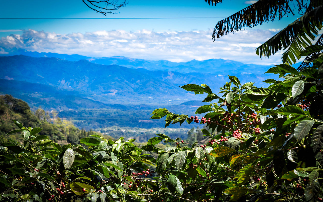 Guatemala Finca La Pila - Jorge Guzman
