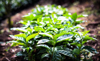 Thumbnail for Guatemala Finca La Pila - Jorge Guzman