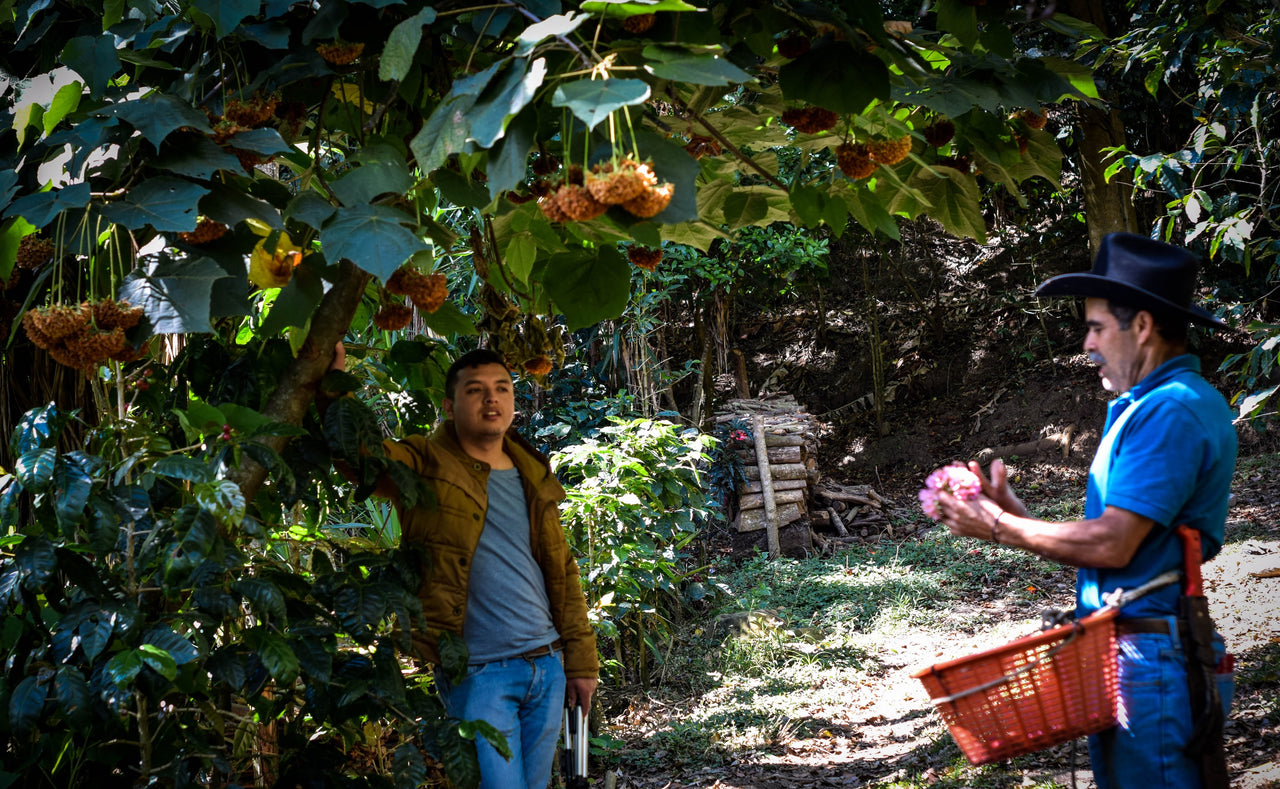 Guatemala Finca La Pila - Jorge Guzman