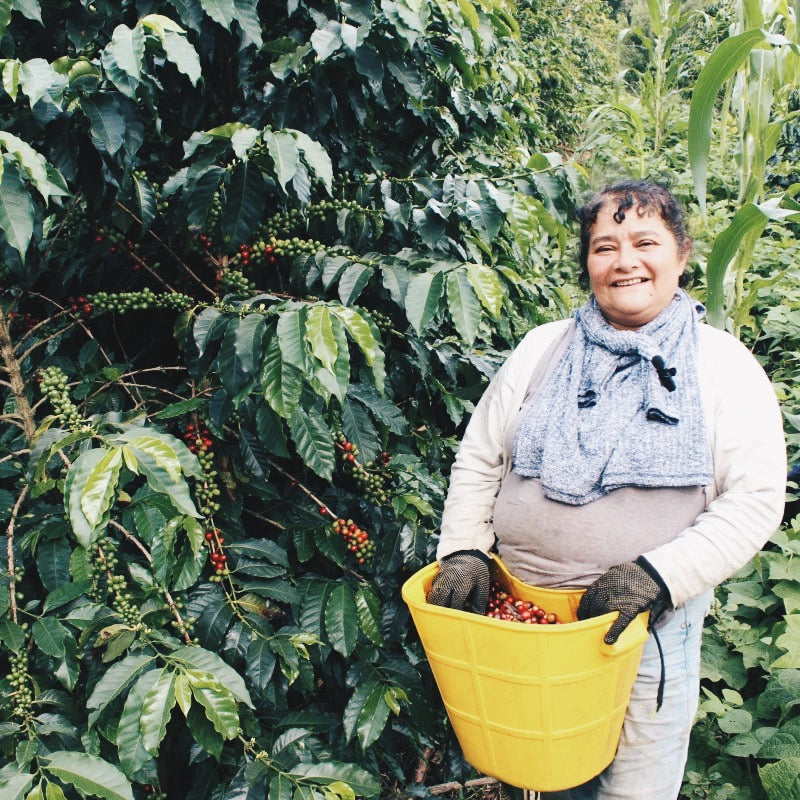 Colombia Black Condor
