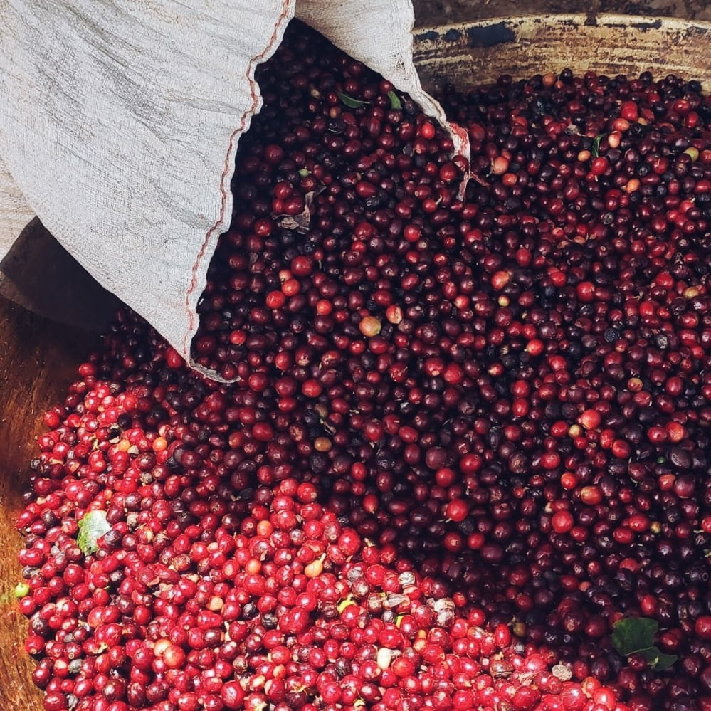 Peru - Frutos del Corcovado