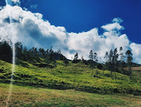 Thumbnail for Peru - Frutos del Corcovado