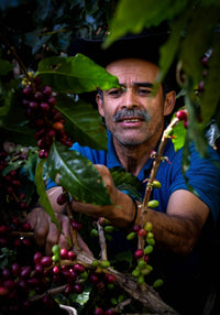 Thumbnail for Guatemala Finca La Pila - Jorge Guzman