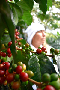 Thumbnail for Peru - La Danta