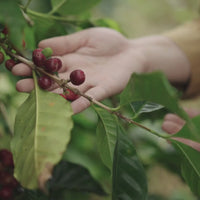 Papua New Guinea Enorga A