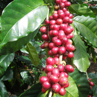 Thumbnail for Nicaragua Aldea Global Jinotega Fair Trade